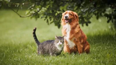 Best pet insurance in New Jersey (NJ) in 2024