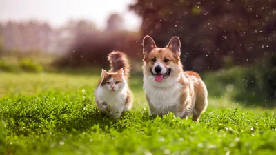 Best pet insurance companies of April 2024