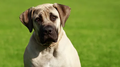 Top 23 largest dog breeds