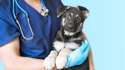 Survey: 91% of dog owners have experienced financial stress over the cost of pet ownership 